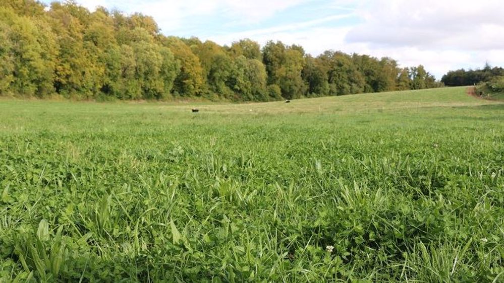En pâturage tournant dynamique, il existe deux types de subdivision des parcelles : le paddock ou le couloir avec fil avant et fil arrière. En pâturage tournant dynamique, il existe deux types de subdivision des parcelles : le paddock ou le couloir avec fil avant et fil arrière.
