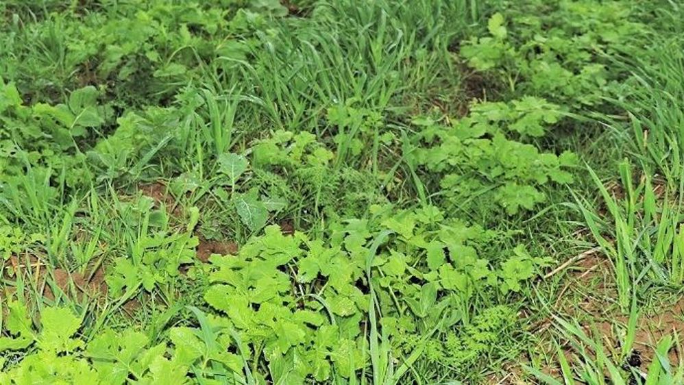 Les agriculteurs du GIEE Sol en Caux testent plusieurs techniques pour limiter le recours au travail du sol en pommes de terre, dont le pré-buttage d'automne.