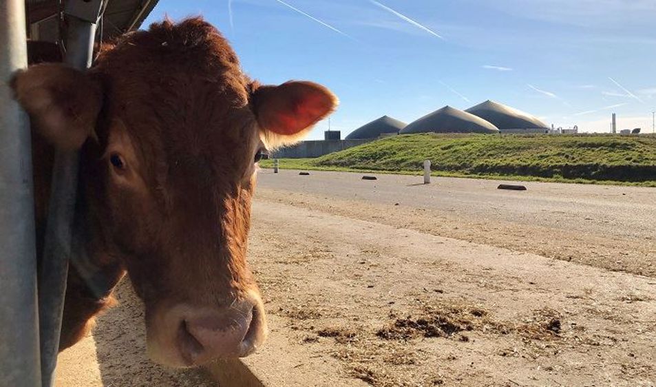 Les associés sont en train d'investir dans une presse à huile pour triturer les oléagineux produits sur la ferme. Ils proposeront les tourteaux aux éleveurs voisins.