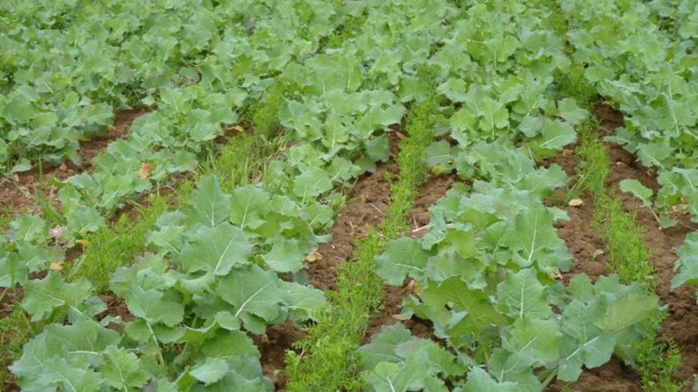 Découvrez plus d'informations sur le colza associé, les plantes appâts pour limiter les dégâts de taupins sur maïs et bien d'autres exemples encore.