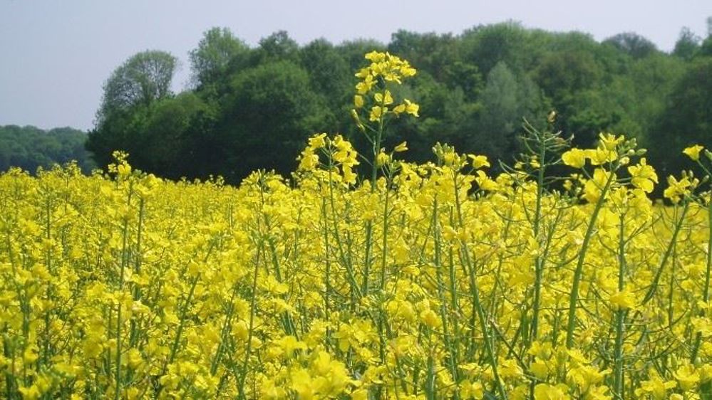 Depuis le début de la crise pétrolière engendrée par le coronavirus, le prix du colza a largement chuté.