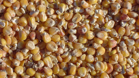 Des marges brutes au plus bas depuis 2007 pour la production de semences de maïs. Des marges brutes au plus bas depuis 2007 pour la production de semences de maïs.