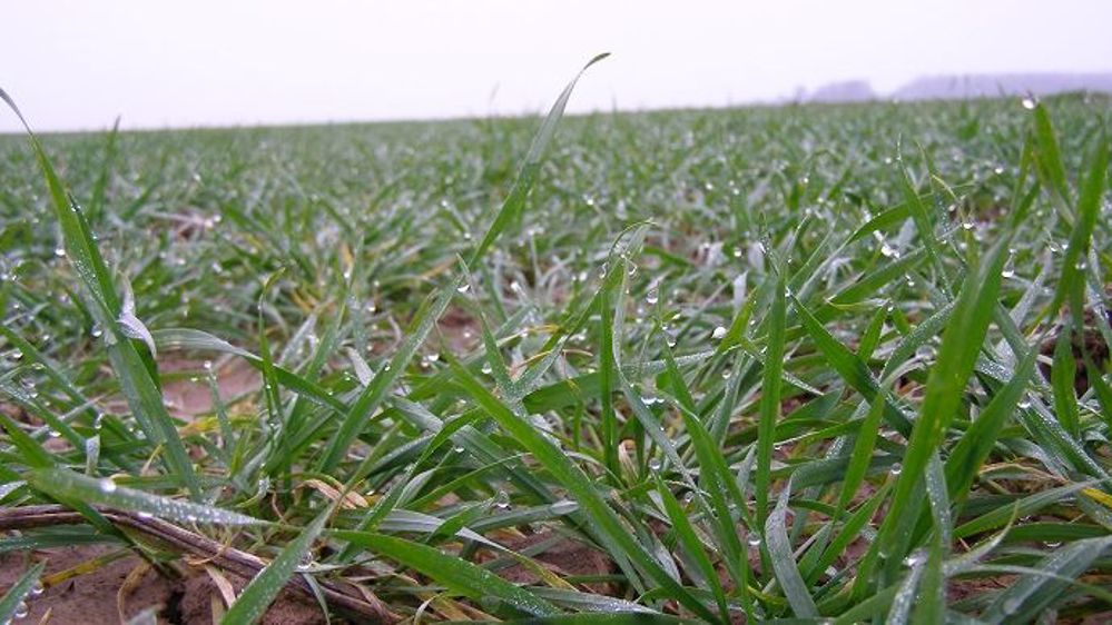 Les semis de céréales d'hiver ont été impactés par les conditions climatiques cette campagne.