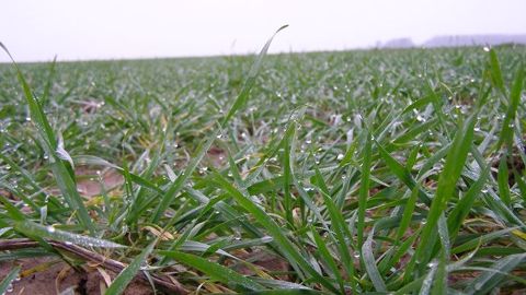 Les semis de céréales d'hiver ont été impactés par les conditions climatiques cette campagne.