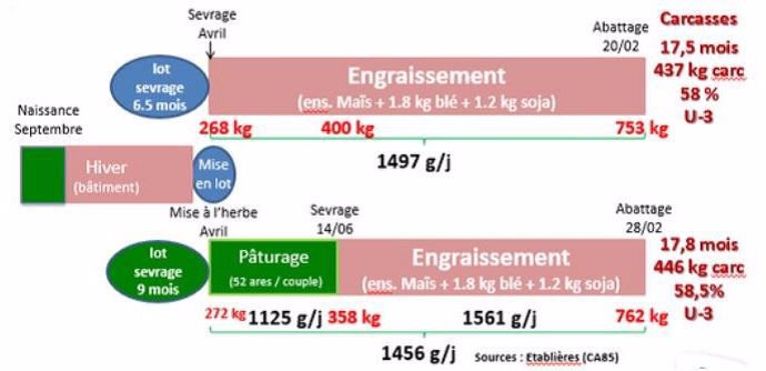 Conduite des veaux allaitants en engraissement.