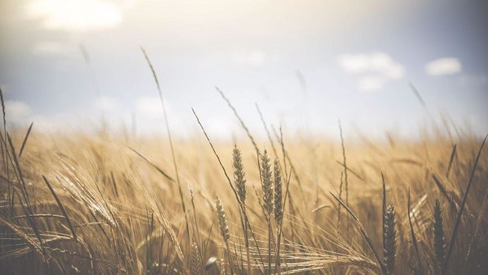 Les États-Unis pourraient bien exporter 1 milliard de boisseaux de blé lors de la campagne 2020/2021.