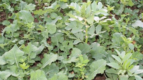 Le Lontrel™ SG à dose réduite élimine les légumineuses, notamment les féveroles et vesces associées au colza, qui n’auraient pas gelé pendant l’hiver. Le Lontrel™ SG à dose réduite élimine les légumineuses, notamment les féveroles et vesces associées au colza, qui n’auraient pas gelé pendant l’hiver.