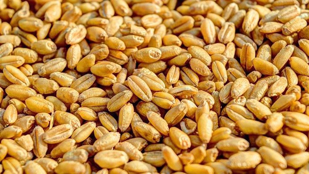 Premières céréales certifiées sans résidus de pesticides prévues pour 2021 avec la filière CRC.