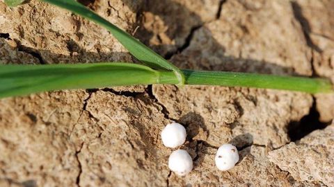 Arvalis-Institut du végétal fait le point sur quelques idées reçues concernant la fertilisation azotée du blé tendre.