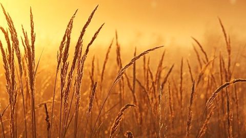 Le déficit hydrique persiste depuis plusieurs semaines en Europe et en mer Noire.