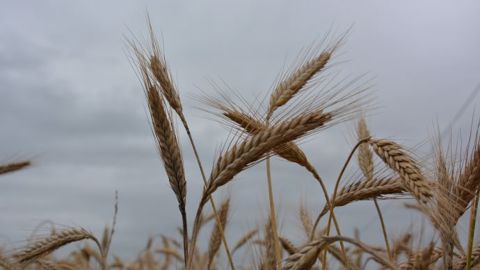 La récolte de blé est attendue à 136,5 Mt en Europe, d'après les estimations du Coceral.