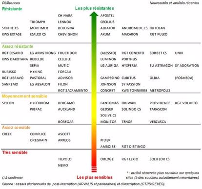 Échelle de résistance des variétés de blé tendre à la rouille jaune