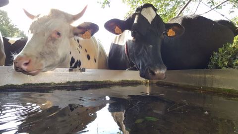 Une vache consomme entre 40 et 120 l d'eau par jour. 
