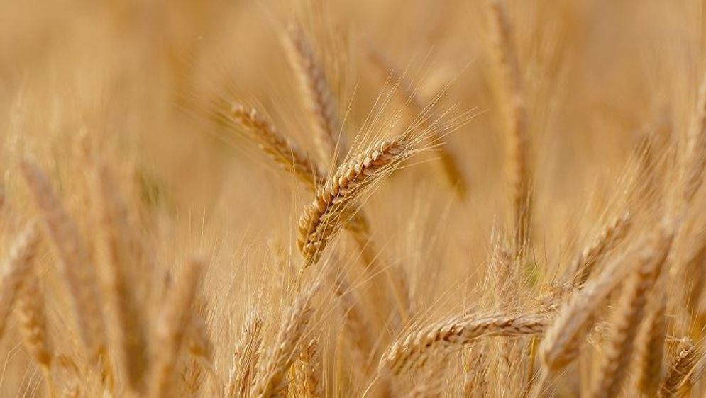 Alors que les exportations de blé tendre français sont au plus haut niveau, le marché intérieur plonge, lui, dans la déprime.