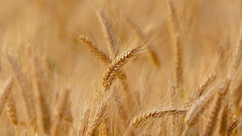 Alors que les exportations de blé tendre français sont au plus haut niveau, le marché intérieur plonge, lui, dans la déprime.