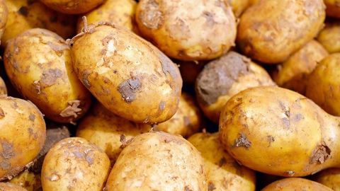 Retrouvez les recommandations de la Potato Value Chain pour gérer l'après CIPC. Retrouvez les recommandations de la Potato Value Chain pour gérer l'après CIPC.