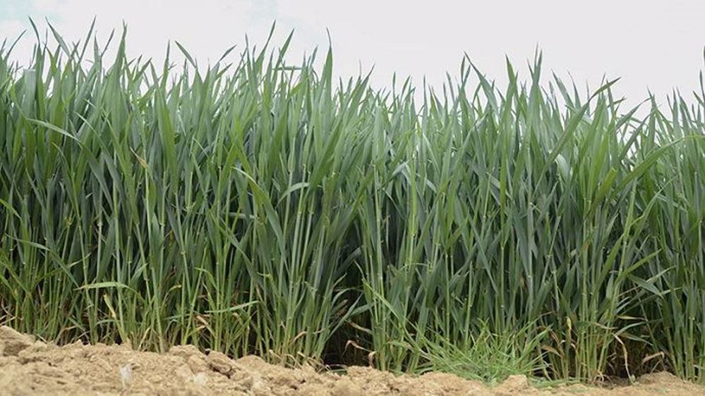 Les températures maximales élevées, les forts rayonnements, et dans certains cas les défauts de valorisation des apports d’azote, peuvent induire chez les plantes des faibles élongations de tiges.