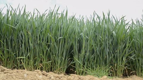 Les températures maximales élevées, les forts rayonnements, et dans certains cas les défauts de valorisation des apports d’azote, peuvent induire chez les plantes des faibles élongations de tiges. Les températures maximales élevées, les forts rayonnements, et dans certains cas les défauts de valorisation des apports d’azote, peuvent induire chez les plantes des faibles élongations de tiges.