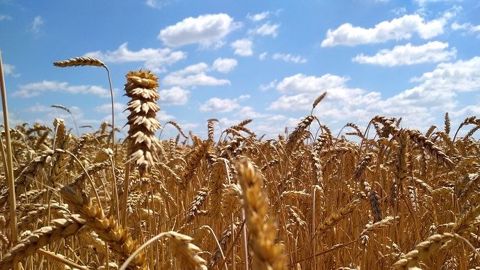 La plupart des pays européens enregistre un déficit hydrique qui devrait pénaliser la production céréalière.