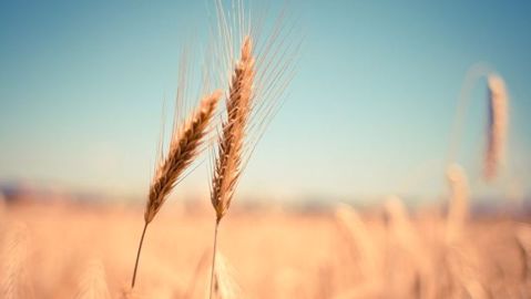 A l'issue de la semaine 21, l'état des cultures de blé est moins bon de 23 points comparé à l'an dernier.