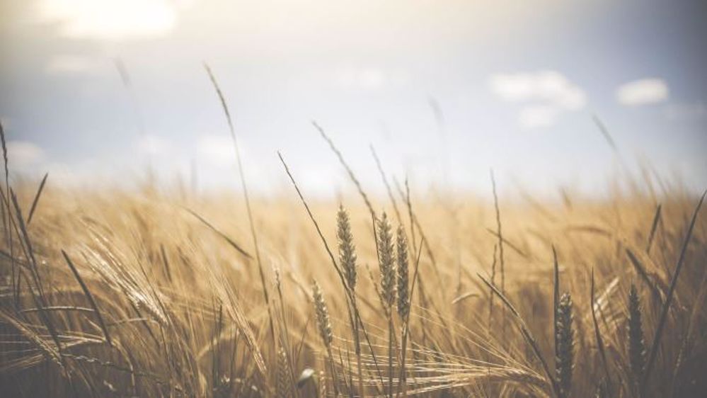 L'avenir apparaît moins incertain pour les producteurs de blé australiens. 