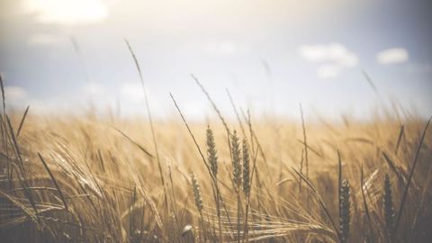 L'avenir apparaît moins incertain pour les producteurs de blé australiens. L'avenir apparaît moins incertain pour les producteurs de blé australiens.