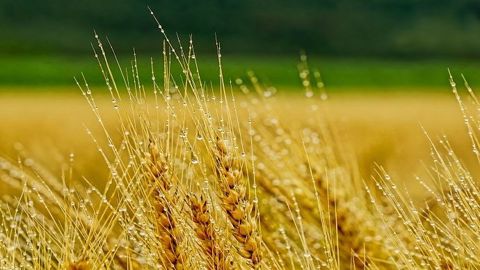 De bonnes pluies améliorent l'état des cultures françaises. De bonnes pluies améliorent l'état des cultures françaises.