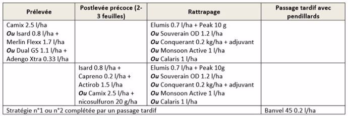 Exemples de stratégies herbicides pour lutter contre le datura dans le maïs