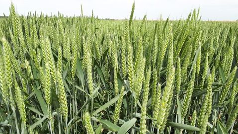 Pour la campagne 2019-2020, 6 % des orges d’hiver et 1 % des blés tendres d’hiver sont concernés par les variétés hybrides. Pour la campagne 2019-2020, 6 % des orges d’hiver et 1 % des blés tendres d’hiver sont concernés par les variétés hybrides.