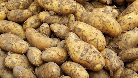 En France, l'excédent de pommes de terre s'élève à 450 000 tonnes. En France, l'excédent de pommes de terre s'élève à 450 000 tonnes.