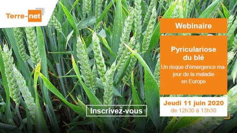 Cliquez sur l'image pour accéder au formulaire d'inscription du webinaire sur la pyriculariose du blé.