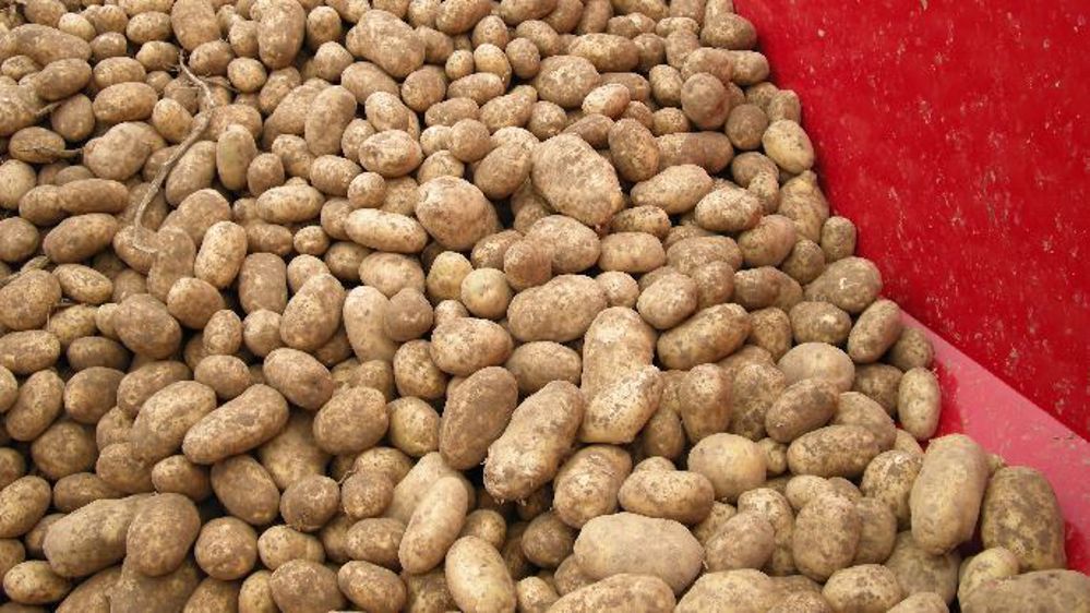 La vente directe de pommes de terre permettra d'absorber seulement 5 % des stocks.