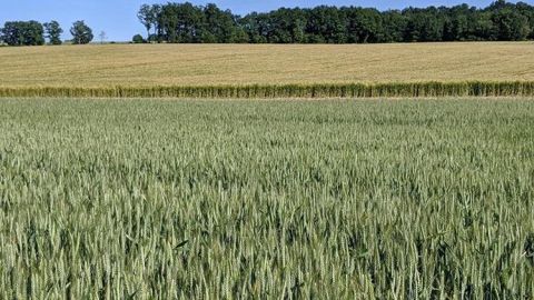 Le stade épiaison est en avance de 12 jours pour le blé tendre et de 7 jours pour l'orge d'hiver, par rapport à 2019.