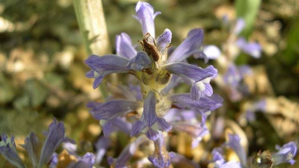 Si vous observez de l'orobanche rameuse, n'hésitez pas à le signaler dans l'enquête de Terres Inovia dédiée.