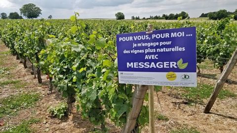 Dans sa boîte à outils, Jouffray-Drillaud propose aussi des flashs techniques. Diffusés par mail ou SMS, à la distribution et aux viti-référents, ils alertent quand sonne le moment de déclencher un traitement. 