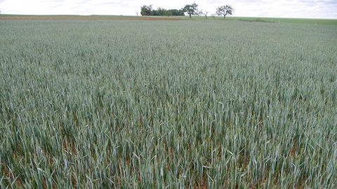 Comme souvent lors de séquences climatiques extrêmes, les états de croissance des parcelles peuvent s’avérer très hétérogènes selon les caractéristiques du sol, la qualité d’implantation, la maîtrise des ravageurs, le positionnement des apports d’azote, et l’aléa des retours de pluie au printemps. 