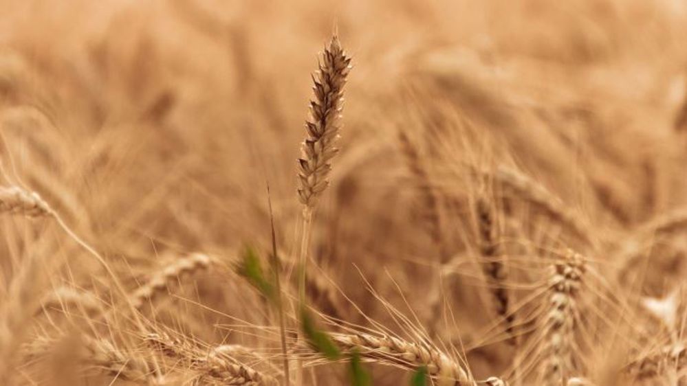 Le Coceral annonce une production européenne de blé en repli de 17 Mt par rapport à l'an dernier.