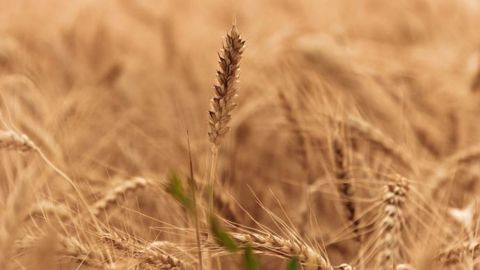 Le Coceral annonce une production européenne de blé en repli de 17 Mt par rapport à l'an dernier.