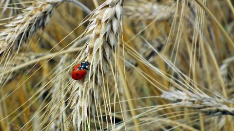 Pour la Cour des comptes européenne, la Pac ne permet pas de préserver la biodiversité des terres agricoles