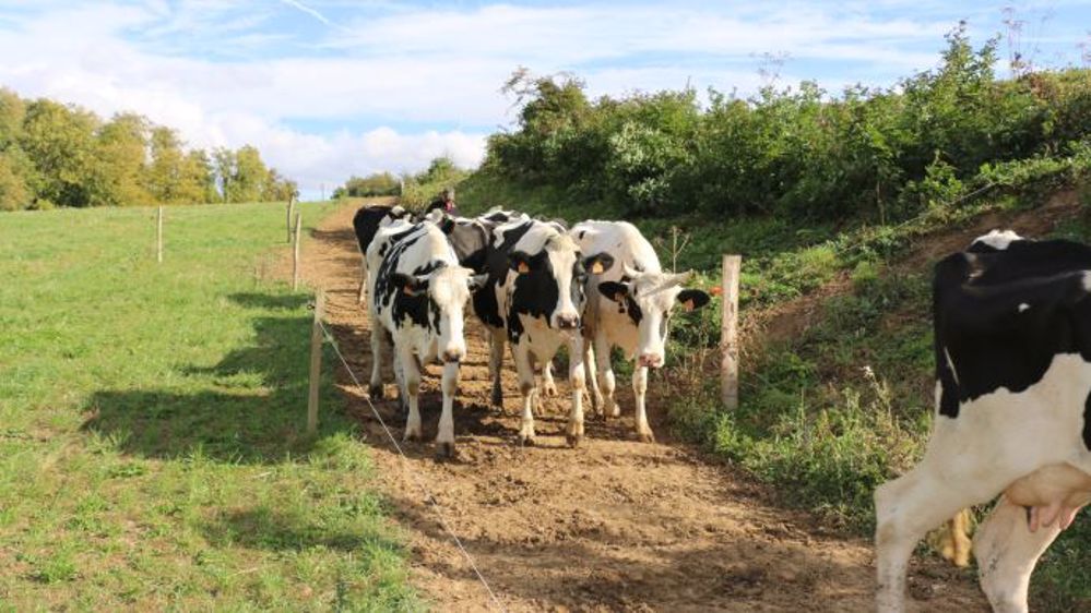 En mars et avril, « des éleveurs ont écourté des lactations et davantage réformé », selon l'Idele.  (©Terre-net Média)