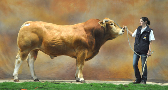 Limousine